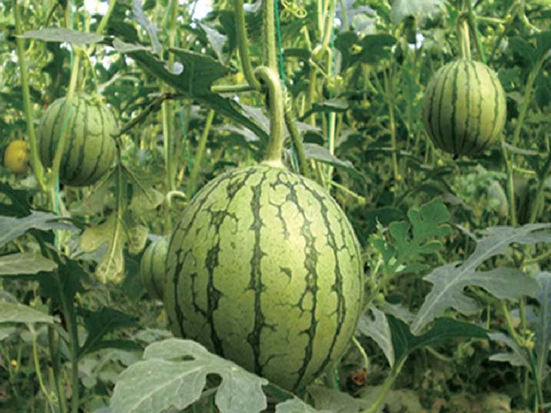 山东豆奶APP下载安装塑胶有限公司