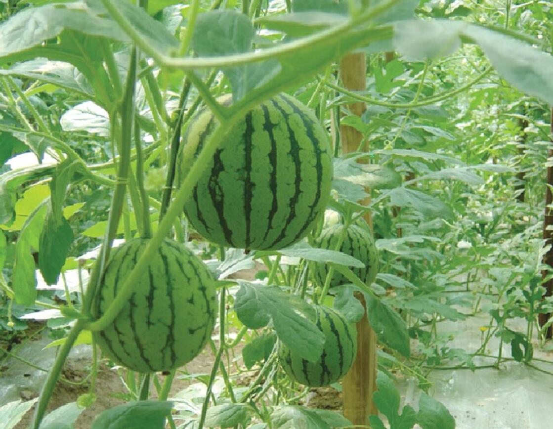 山东豆奶APP下载安装塑胶有限公司